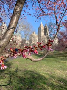 Heleen 02 - Bloesem in Central Park